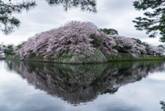 彦根城のお堀の桜　1