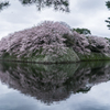 彦根城のお堀の桜　1