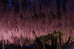 竹鼻別院の藤　Ⅰ