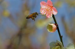 香りに誘われて♪