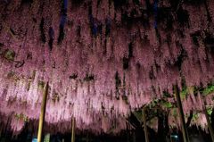 竹鼻別院の藤　Ⅱ