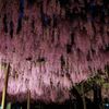 竹鼻別院の藤　Ⅱ