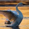 夕暮れのコハクチョウⅢ