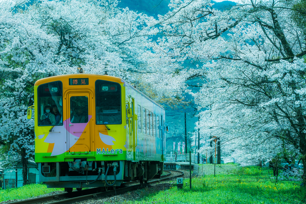 樽見鉄道春爛漫