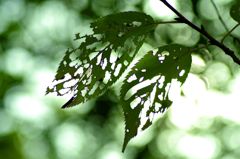 もうひとつの秋