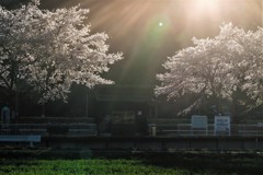 耀く桜
