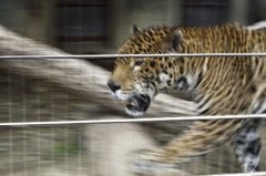 野生