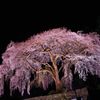 幽玄しだれ桜