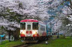 桜の頃　樽見鉄道　2
