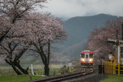 木知原駅の桜