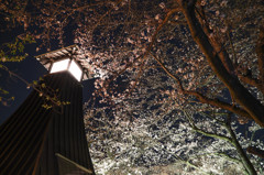 水門川夜桜　3