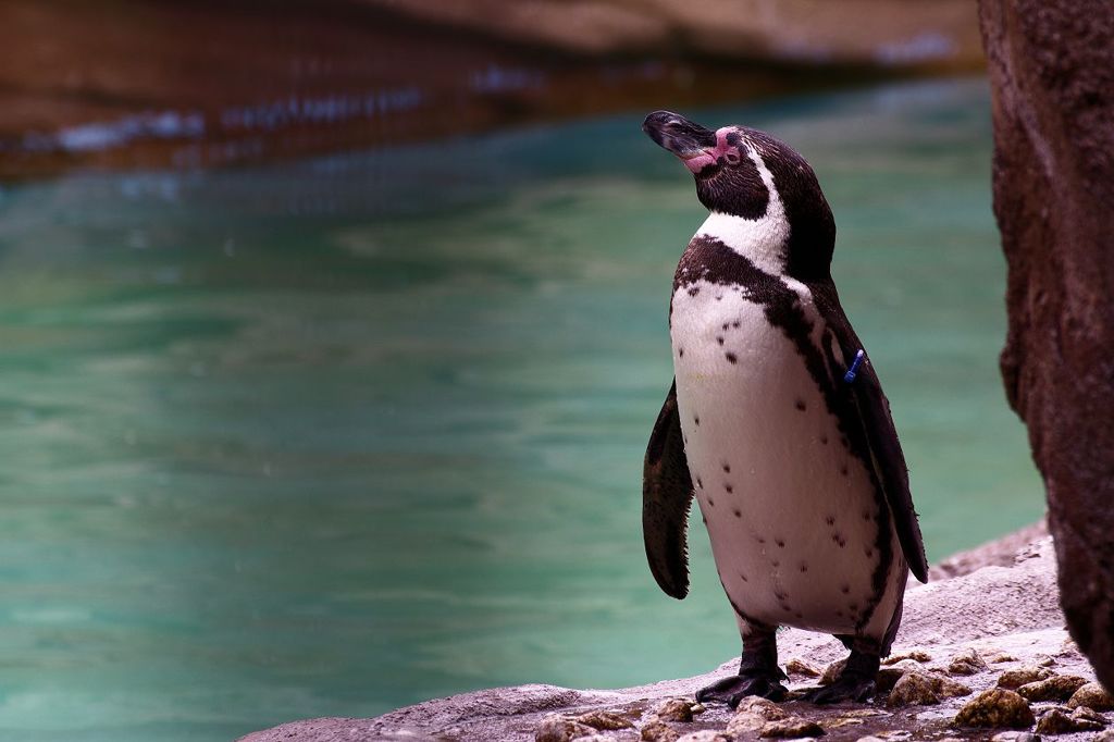 たそがれペンギン