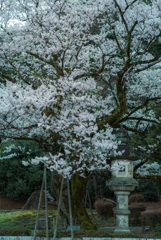 鵜飼い桜満開　2