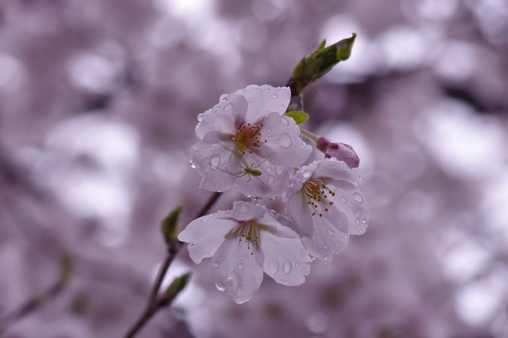 蜘蛛の雨宿り