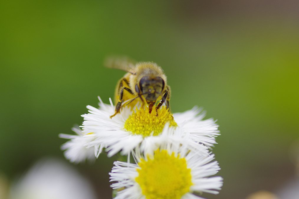 お食事してます