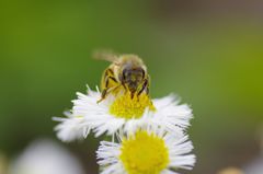 お食事してます