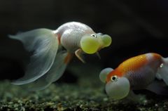 水泡眼　2