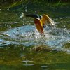 カワちゃんの餌取り