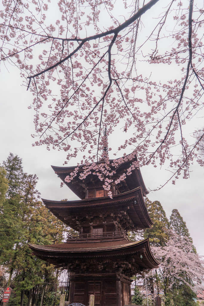 日吉神社の桜