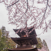 日吉神社の桜