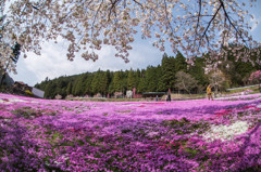 國田家の芝桜　2