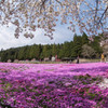 國田家の芝桜　2