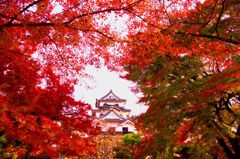 彩る彦根城