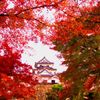 彩る彦根城