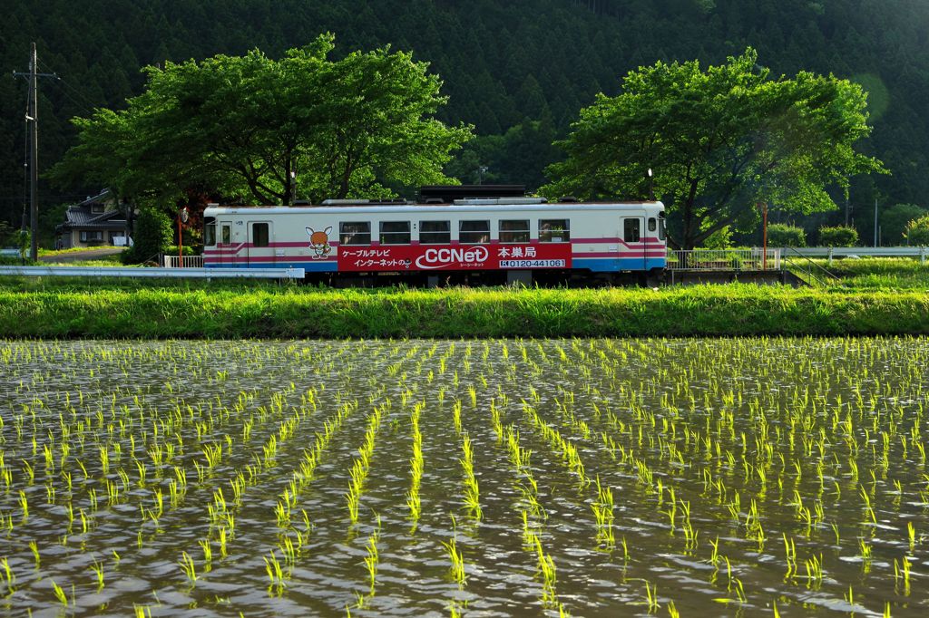 緑と樽見鉄道　Ⅰ