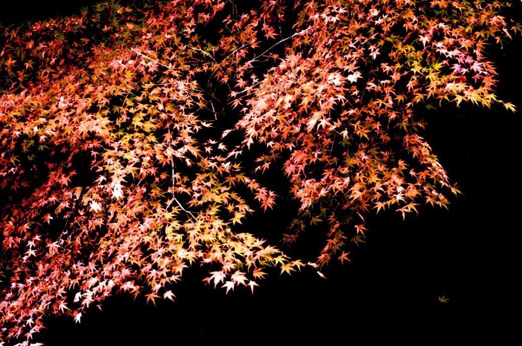 晩秋
