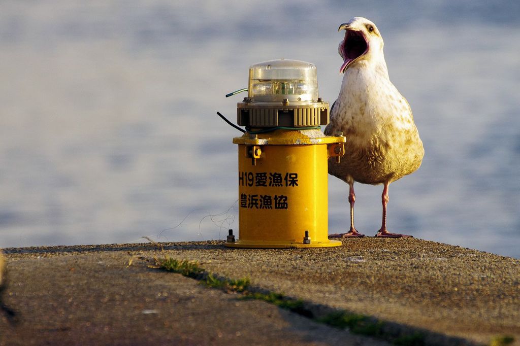 あ～ん、餌下さい