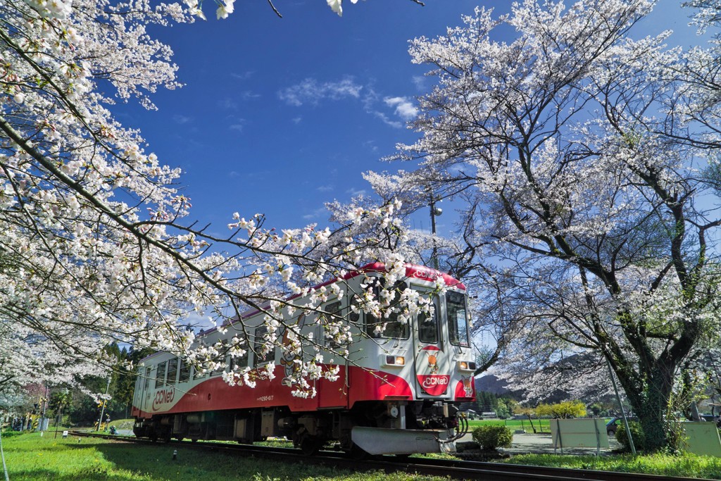 桜の頃　樽見鉄道　1