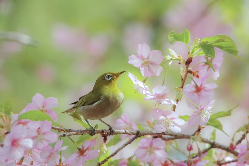 河津桜とメジロ　1