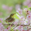 河津桜とメジロ　1