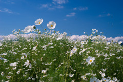 近江八幡　秋桜3