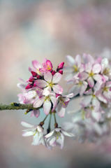 厳島の桜