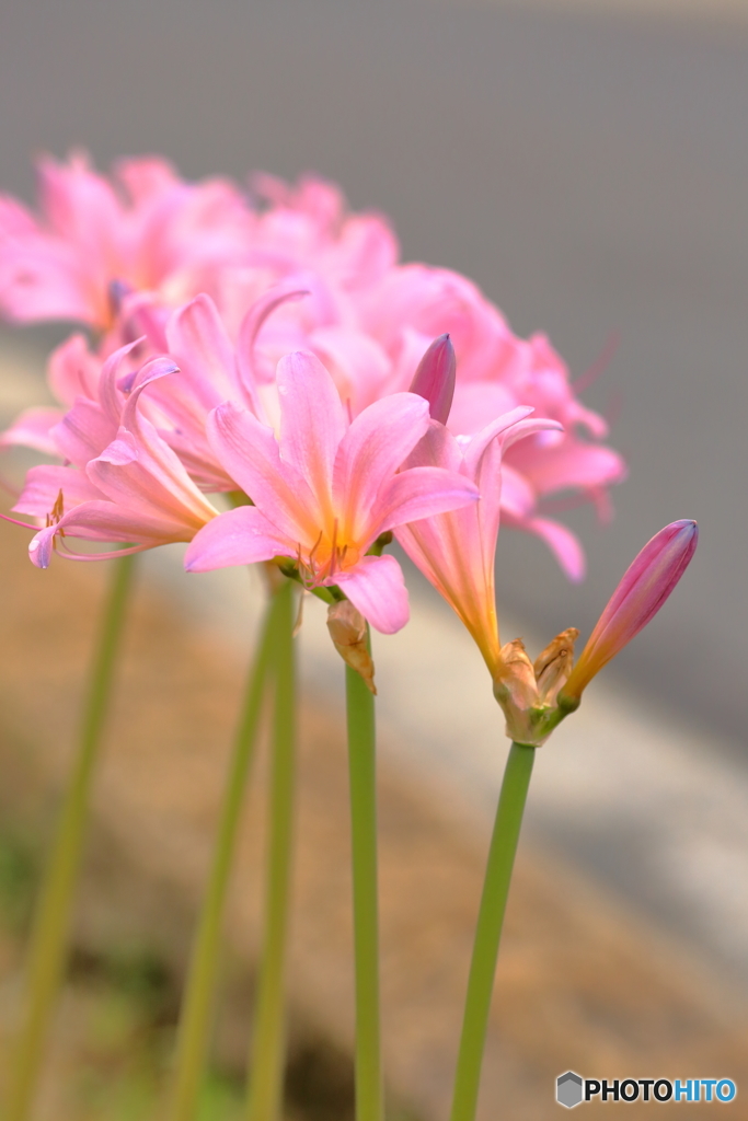 曼珠沙華