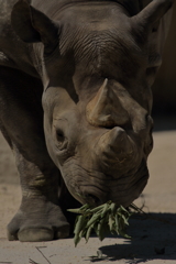 久しぶりに安佐動物園