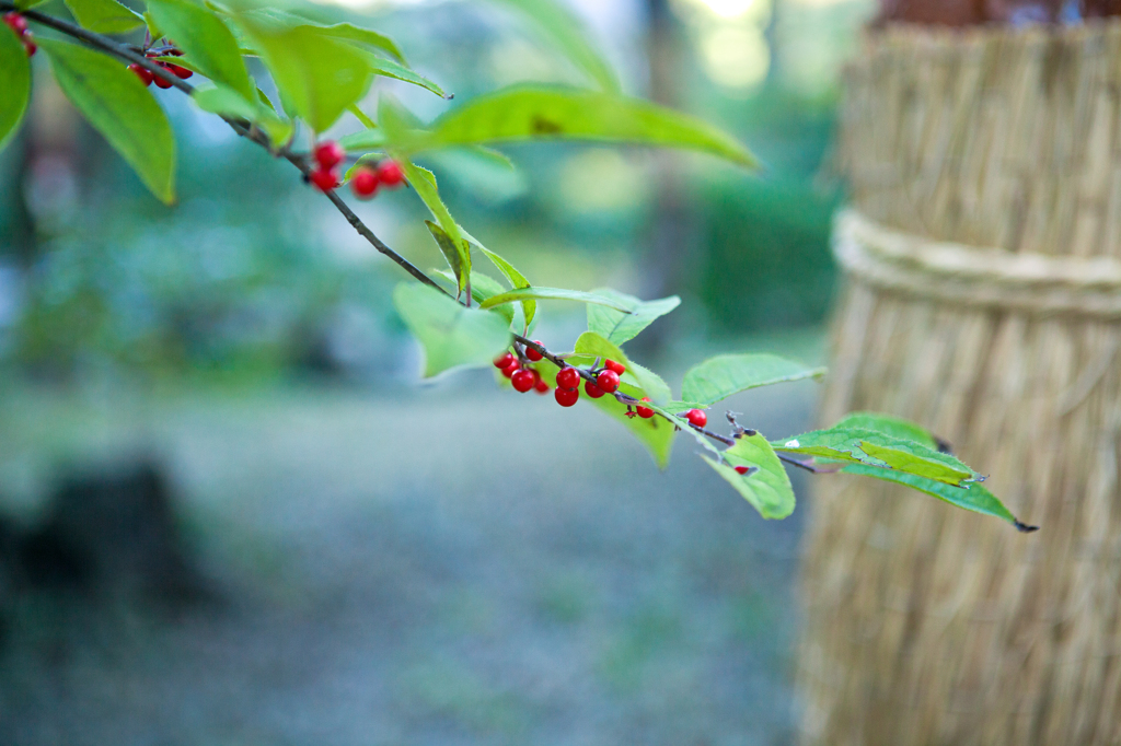 山茱萸 （さんしゅゆ）