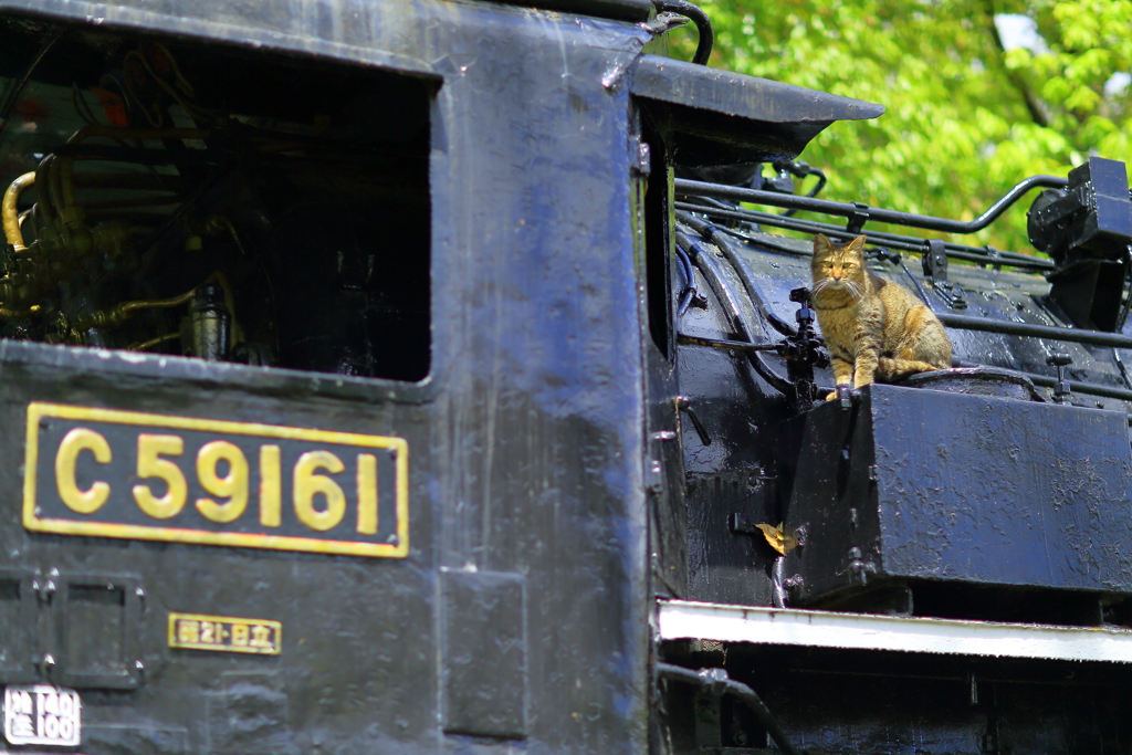 蒸気機関車と猫