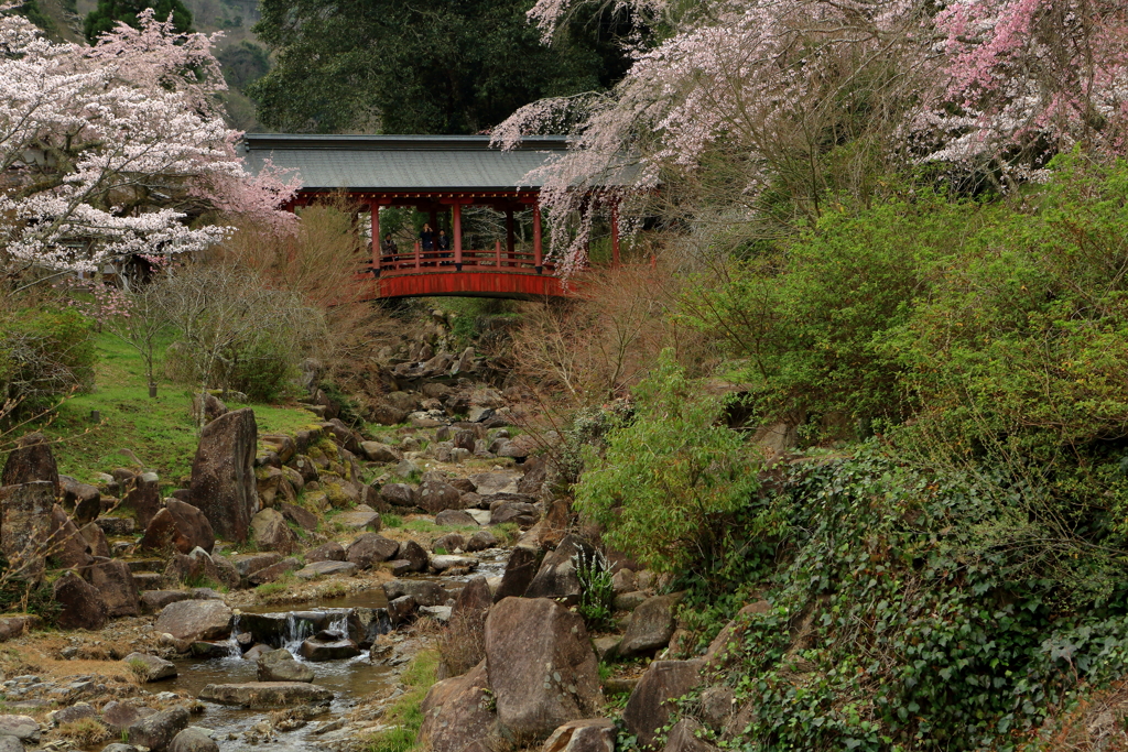 御調八幡宮の桜