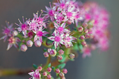 ミセバヤの花