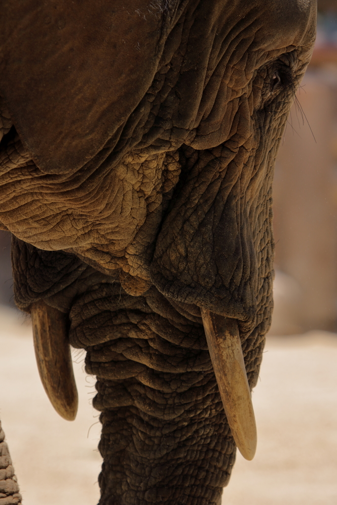 久しぶりに安佐動物園