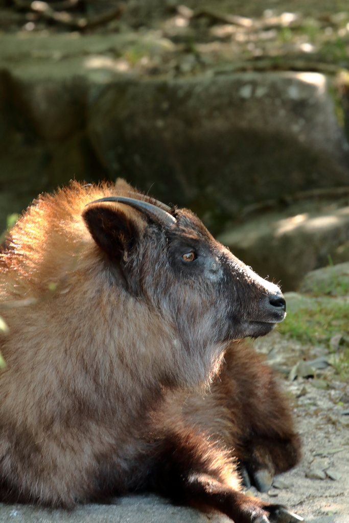久しぶりに安佐動物園