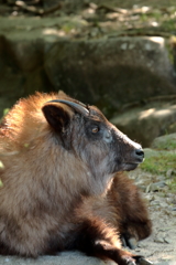 久しぶりに安佐動物園