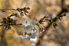 咲き始めた平和公園の櫻