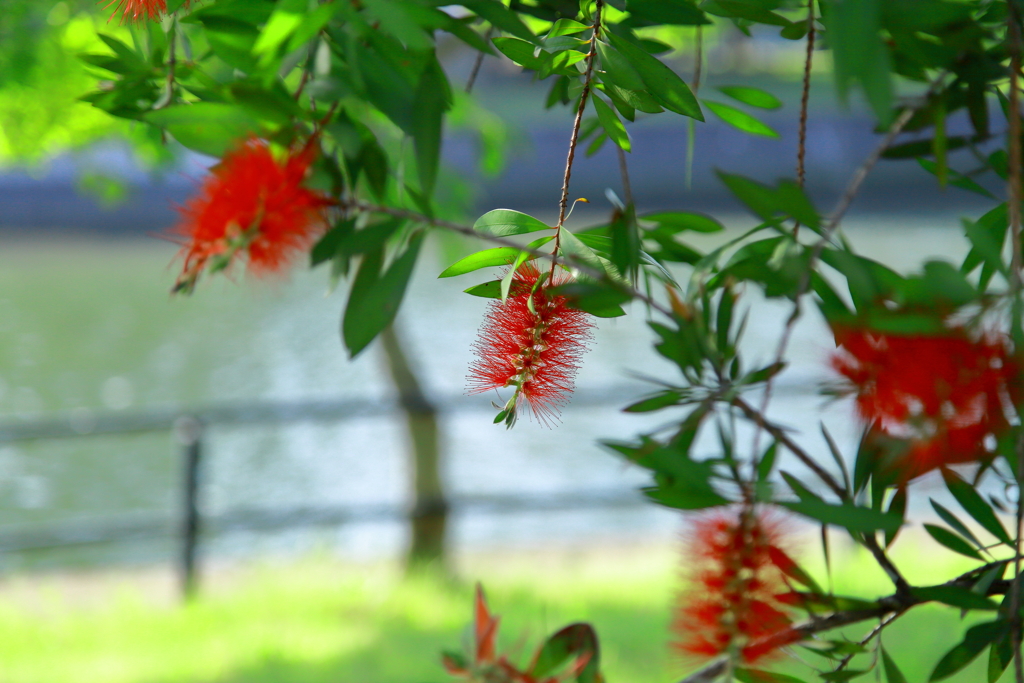 川沿いの花