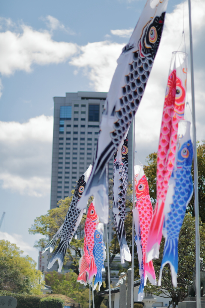 鯉のぼり