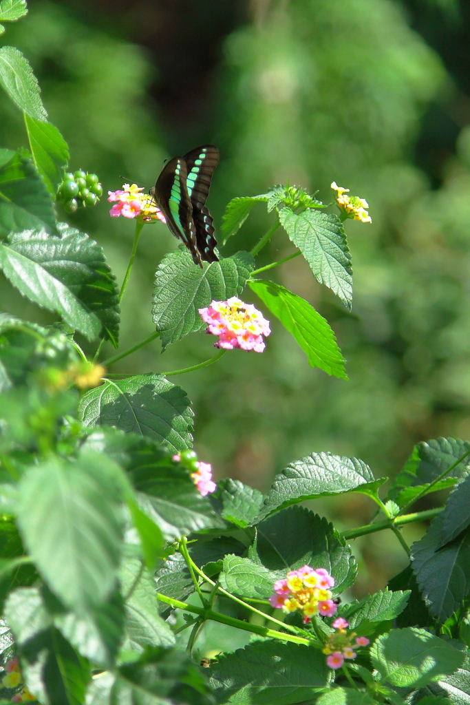 アオスジアゲハ