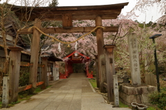 御調八幡宮の桜